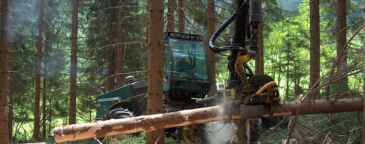 Leben für den Wald