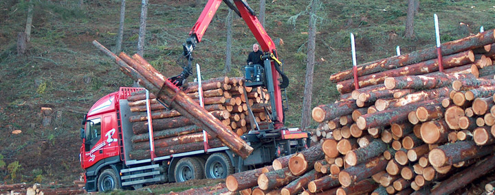 Leben für den Wald